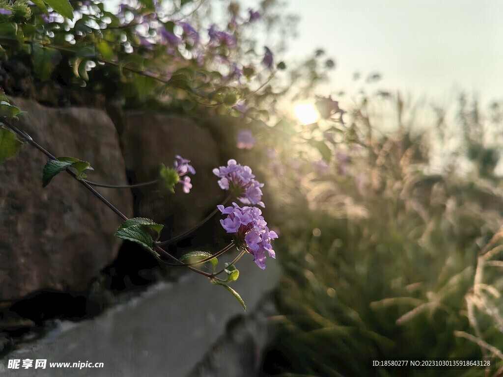 阳光下绽放的野花花朵 - 免费可商用图片 - cc0.cn