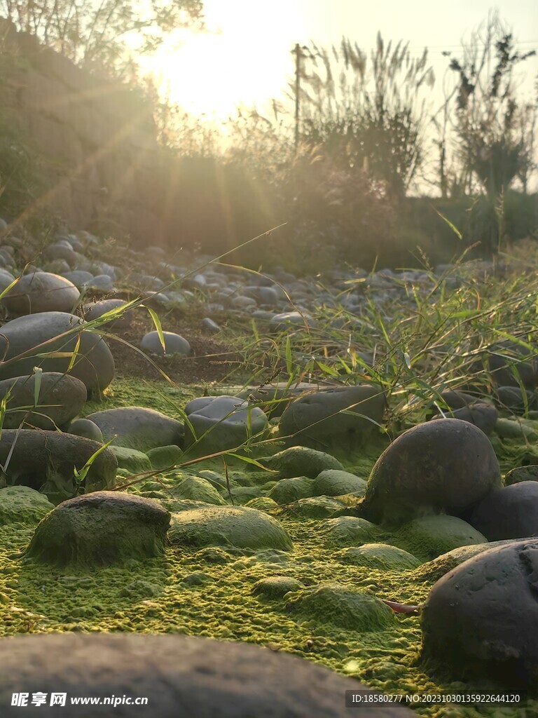 鹅卵石苔藓草地