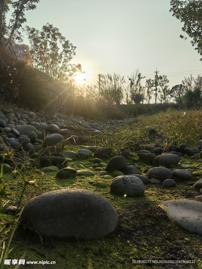 鹅卵石苔藓