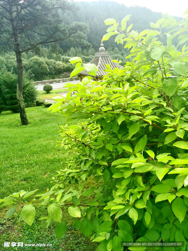 绿色园林 草地特写