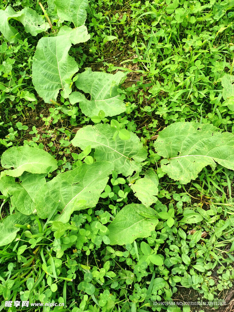 绿色园林 草地特写
