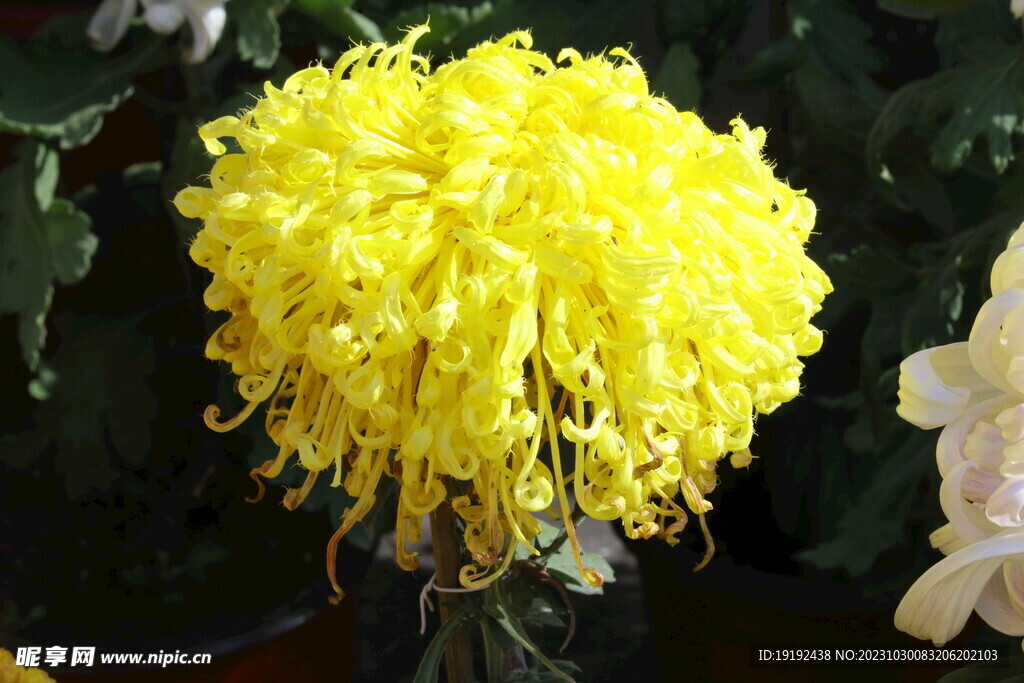 菊花