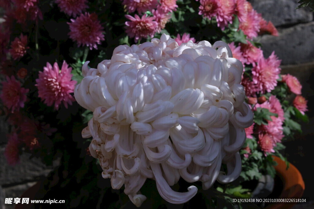 菊花