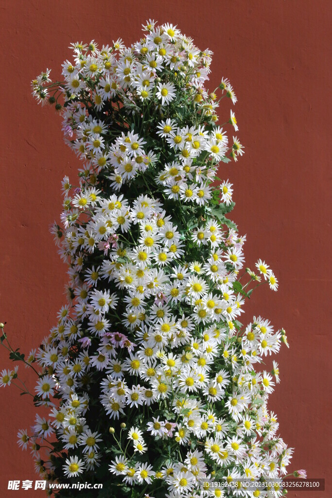 菊花 