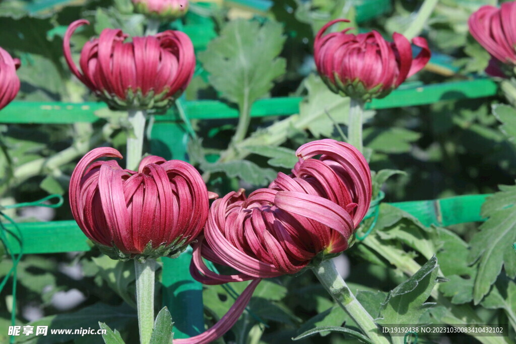 菊花