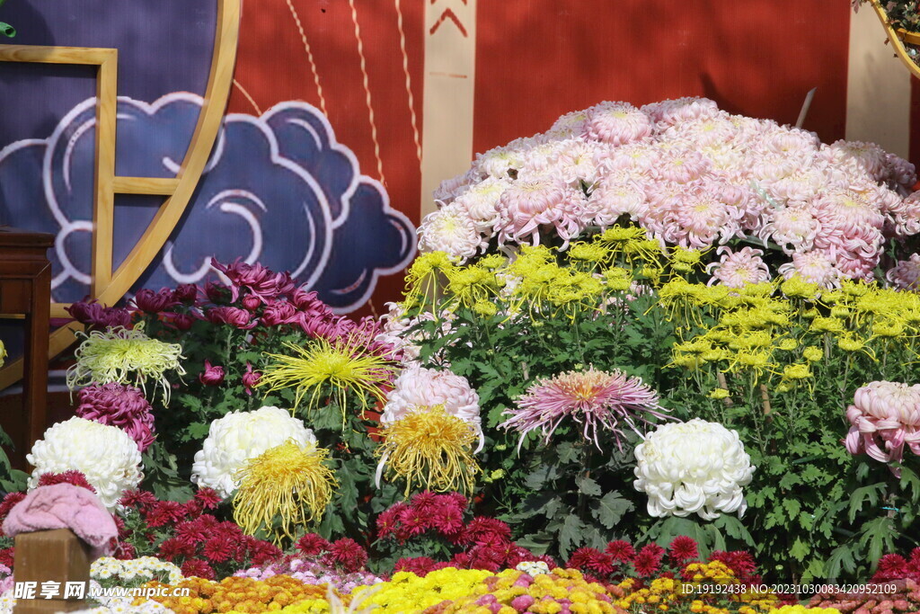 菊花 