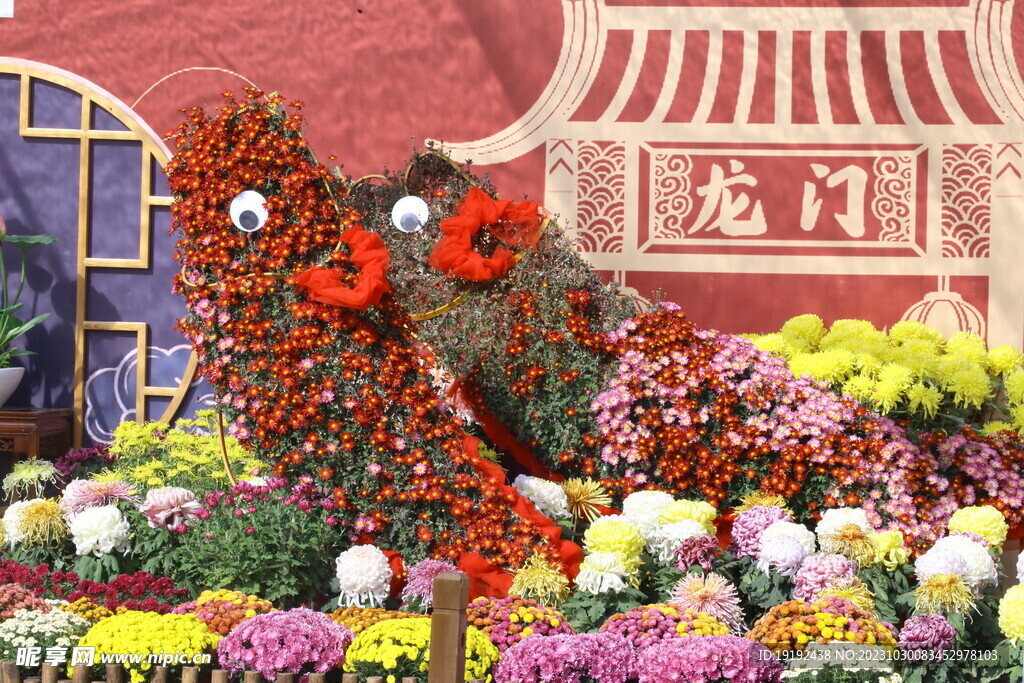 菊花