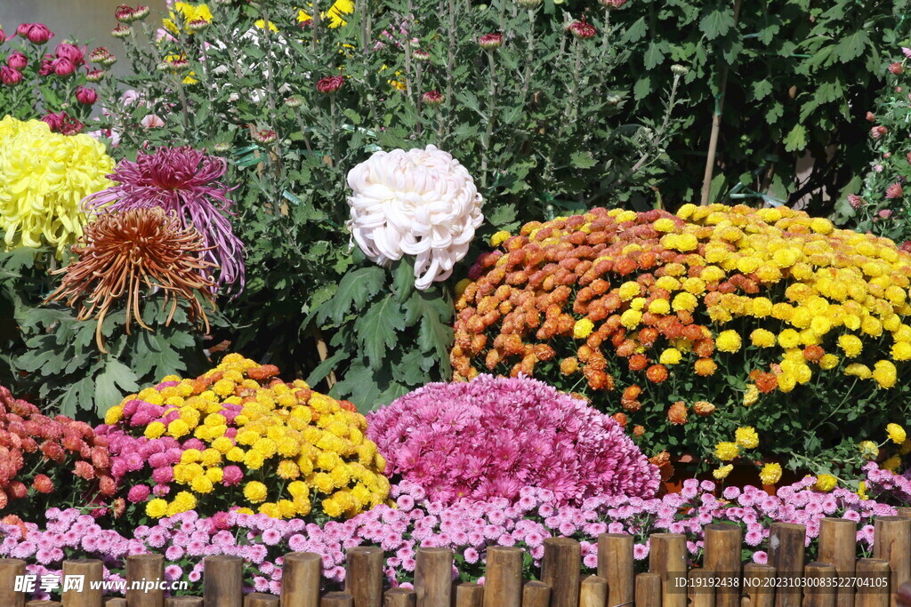 菊花 