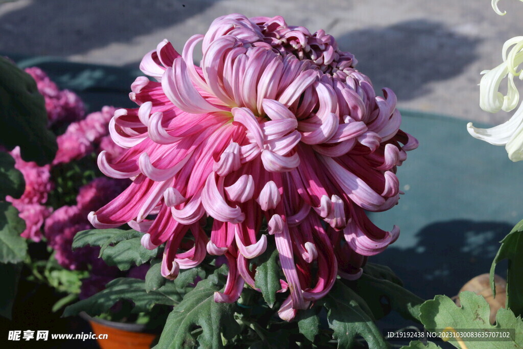菊花 