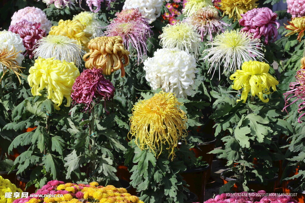 菊花