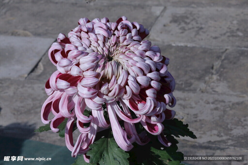 菊花 