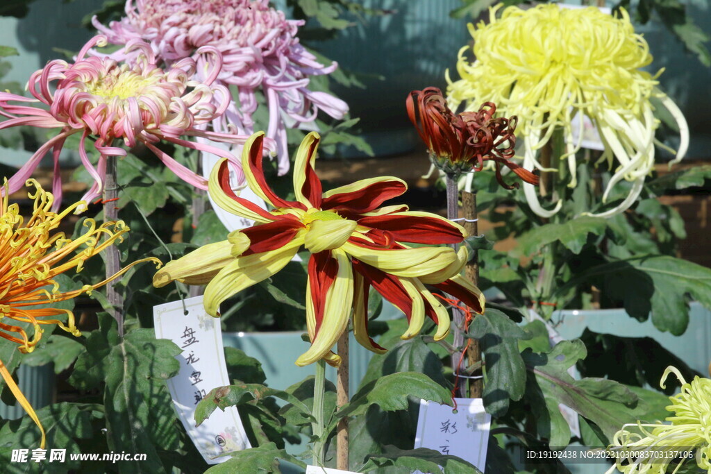 菊花 