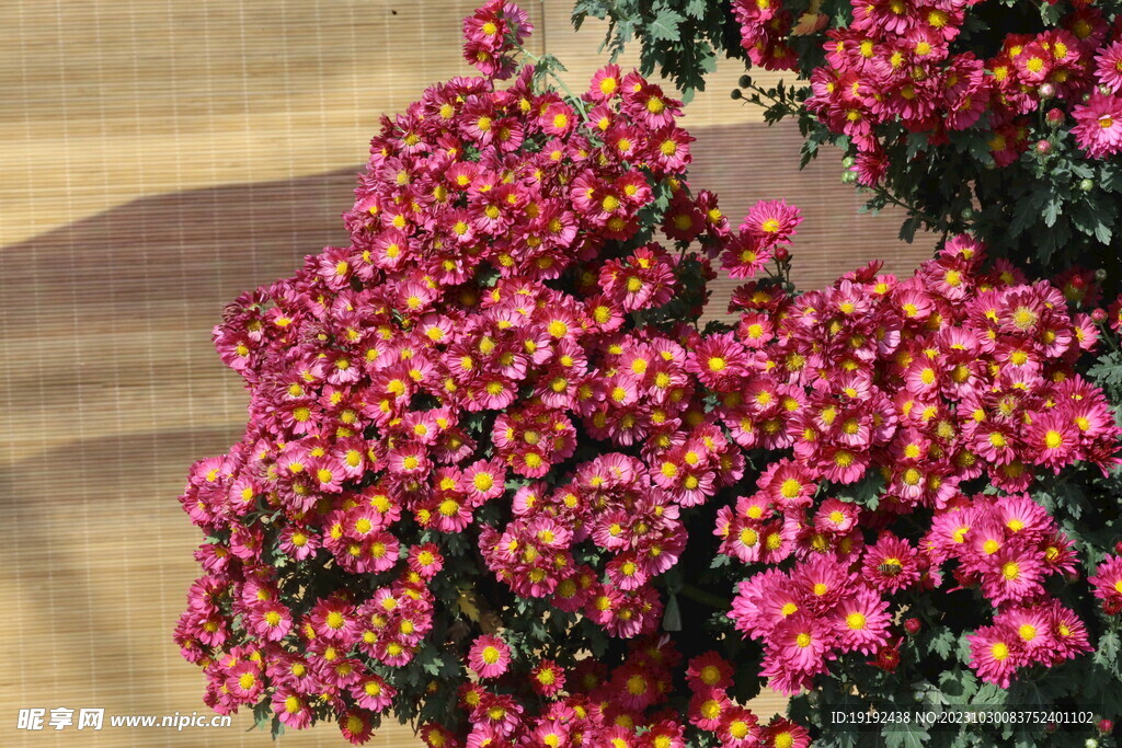 菊花