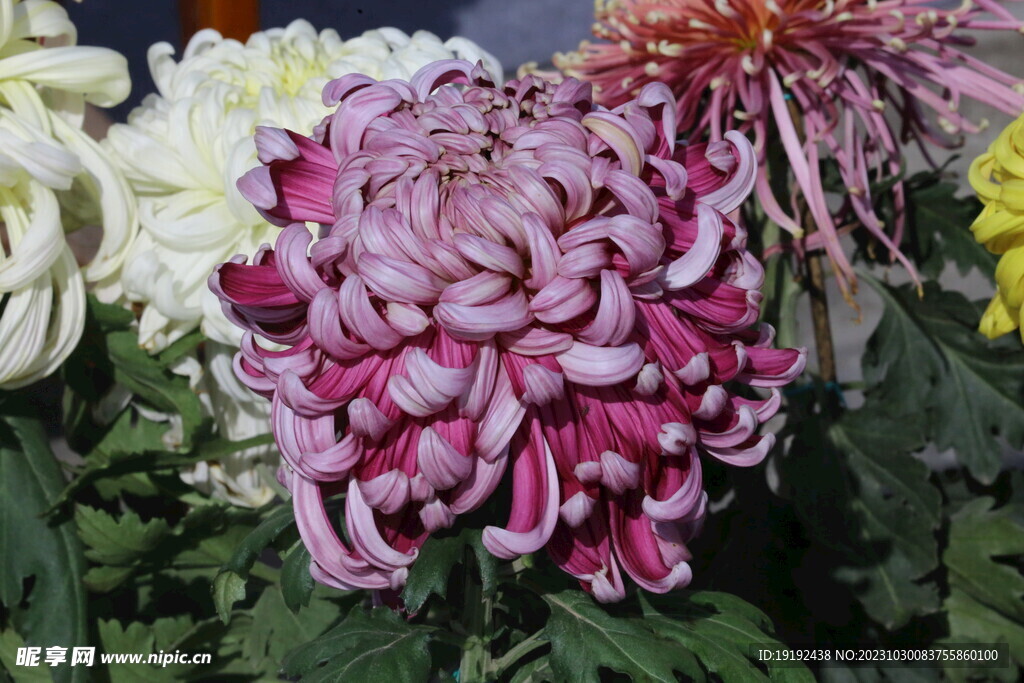 菊花 