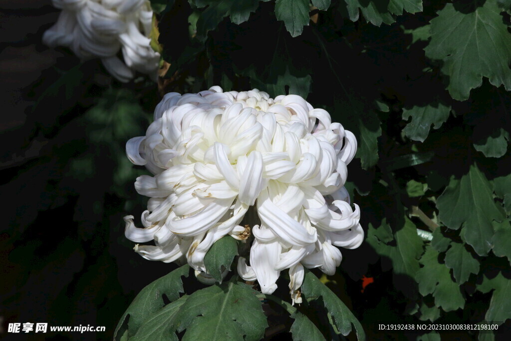 菊花