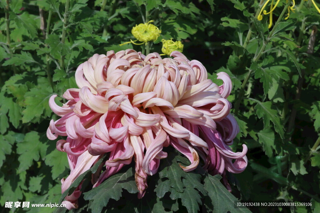 菊花 