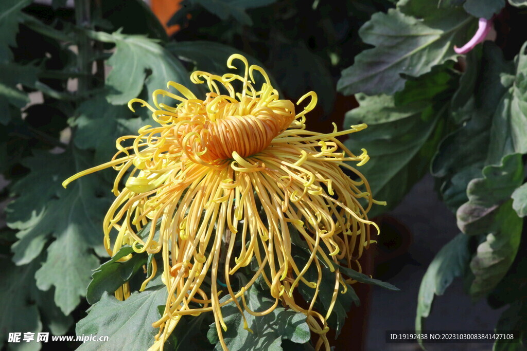 菊花 