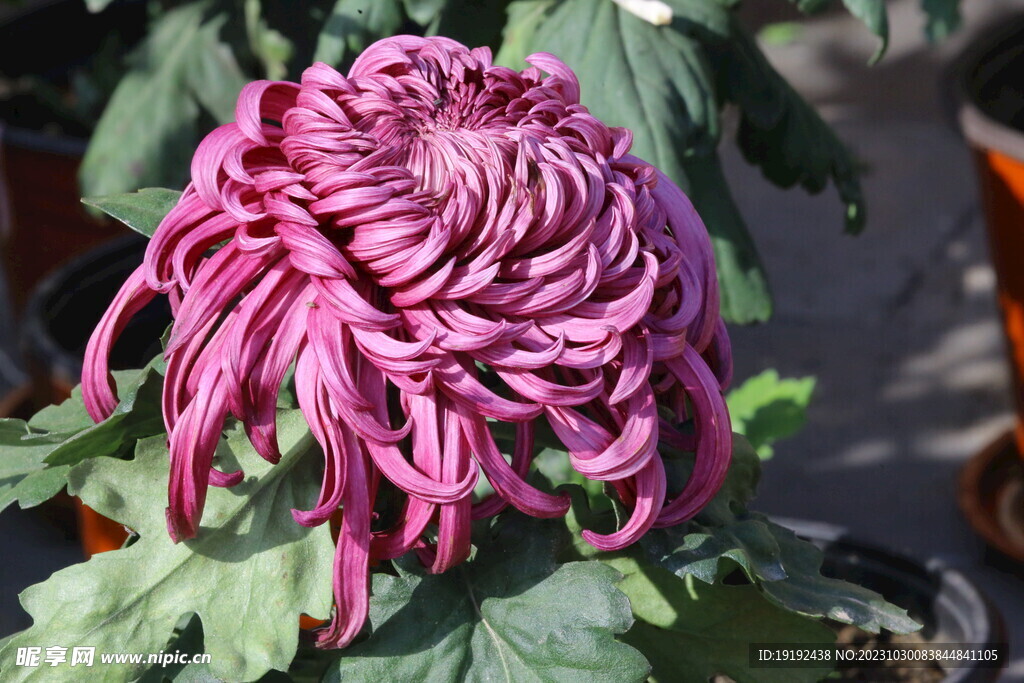 菊花 