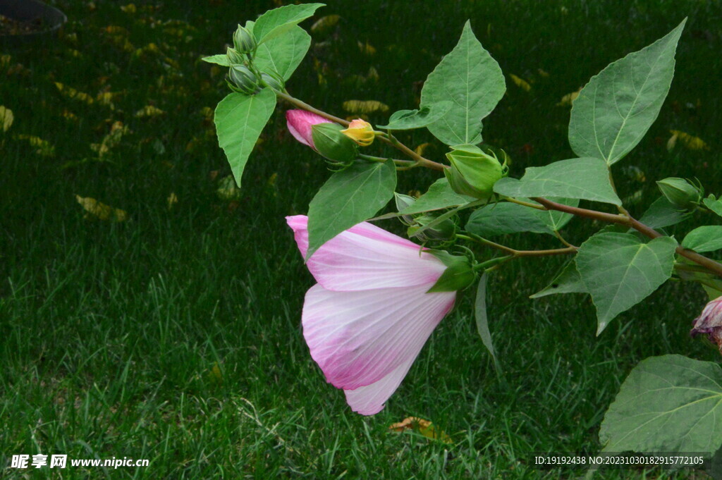 芙蓉葵 