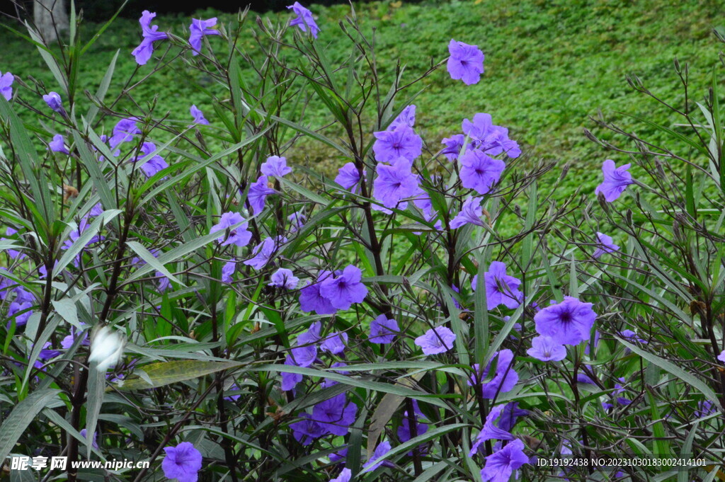 蓝花草