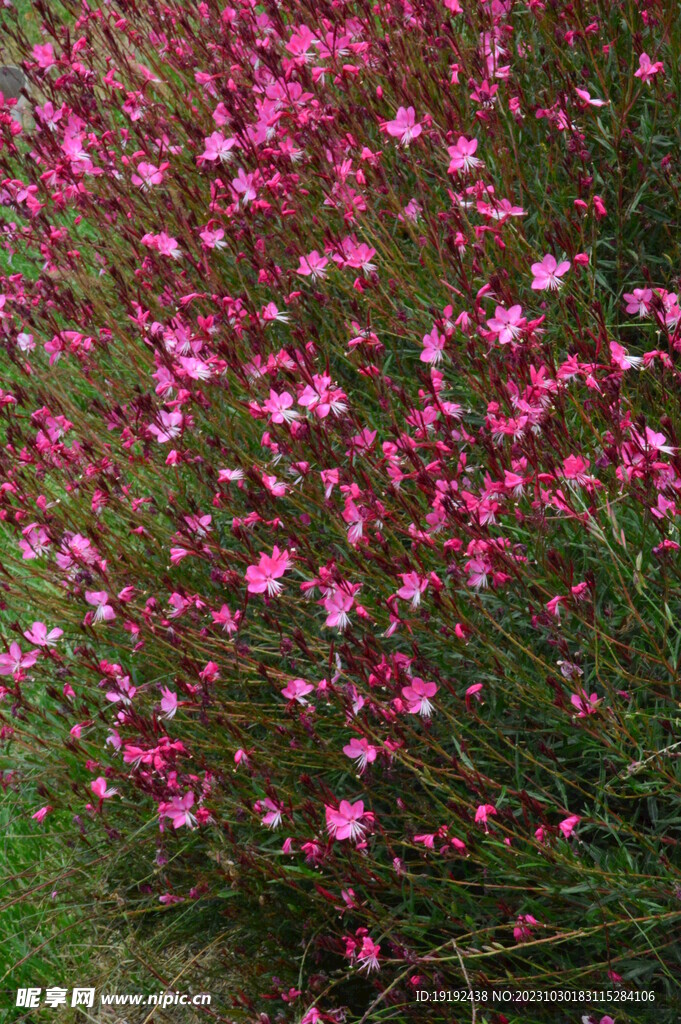 山桃草  