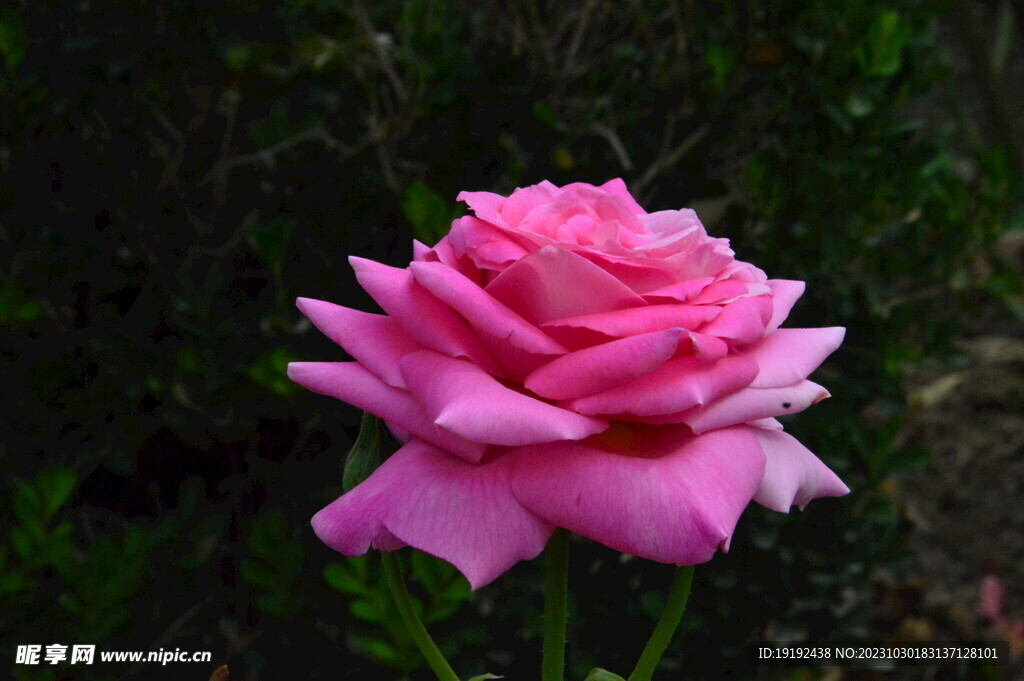 月季花  