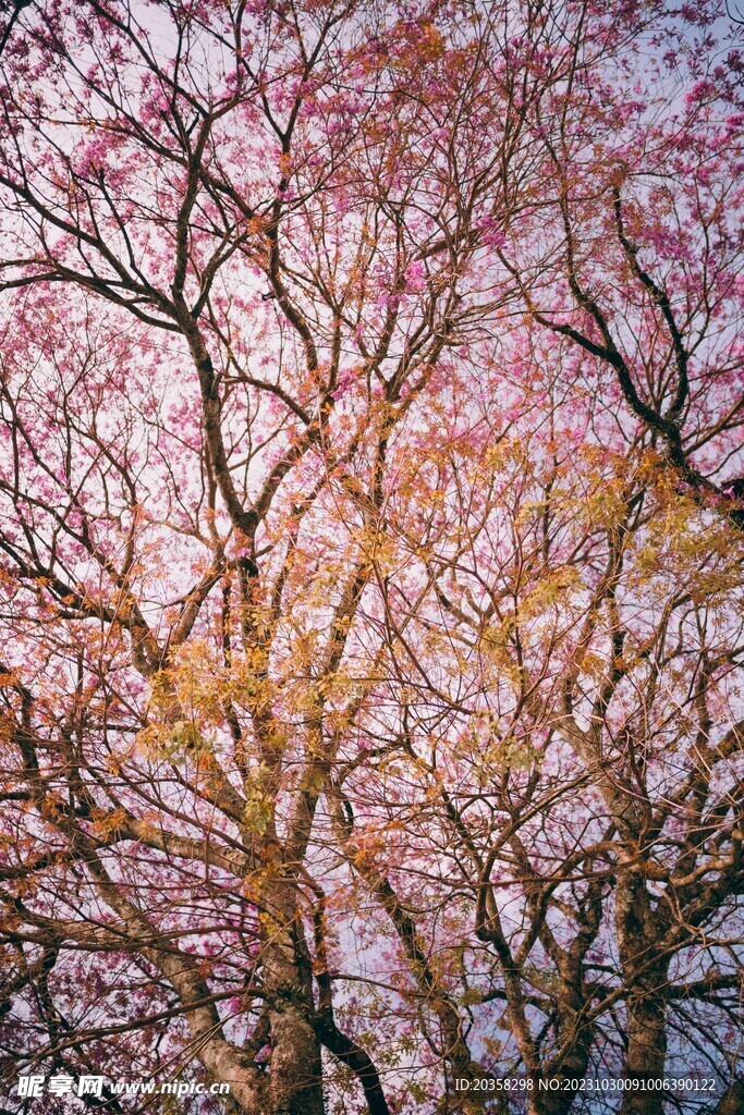 春日繁花