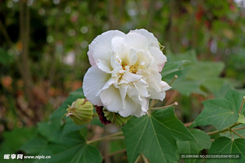 白色木芙蓉花