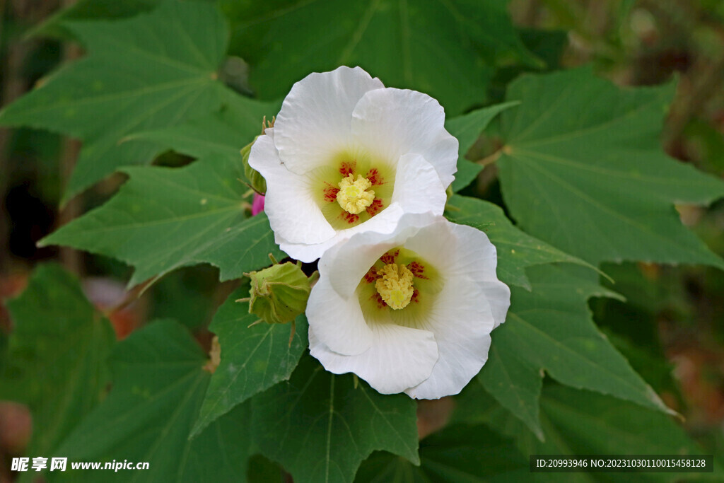 白色木芙蓉花