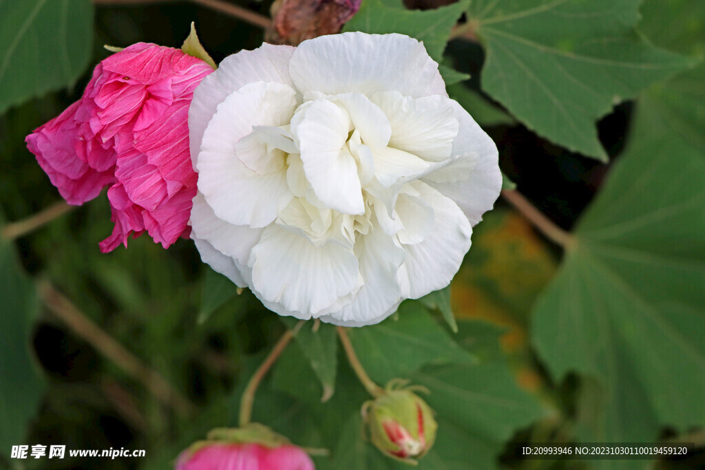 白色木芙蓉