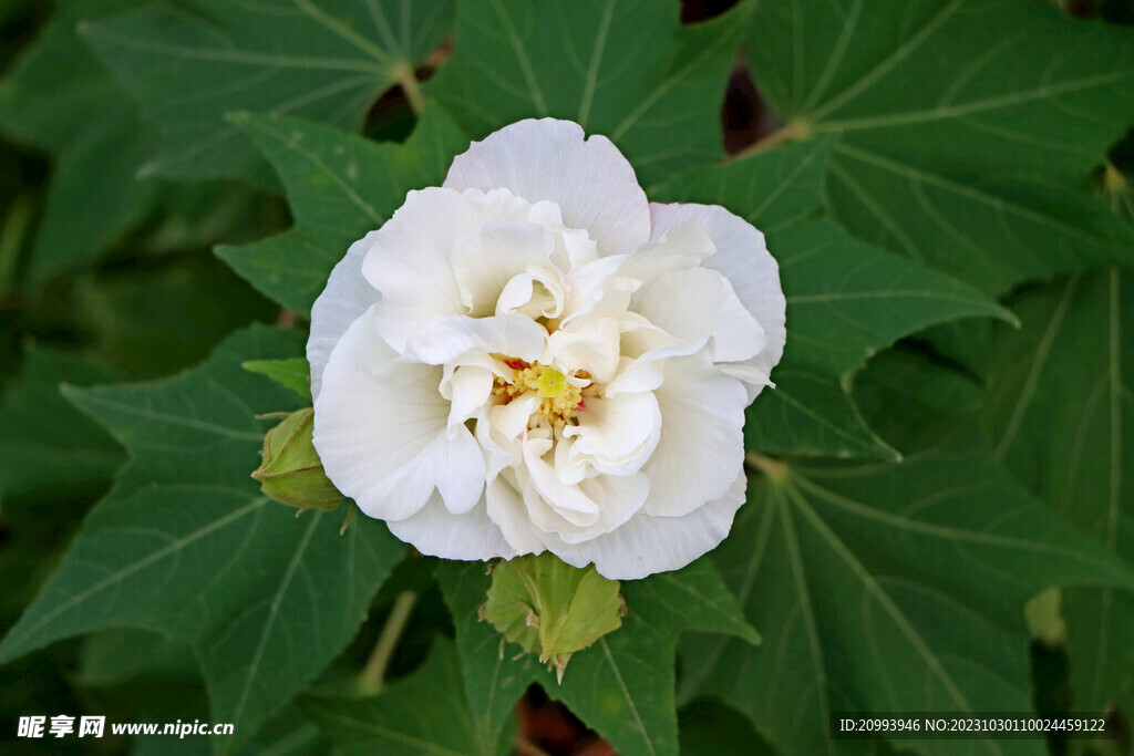 白色木芙蓉