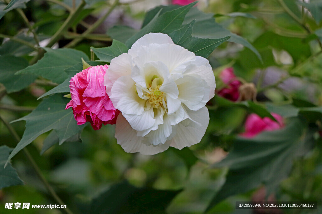 白色木芙蓉花