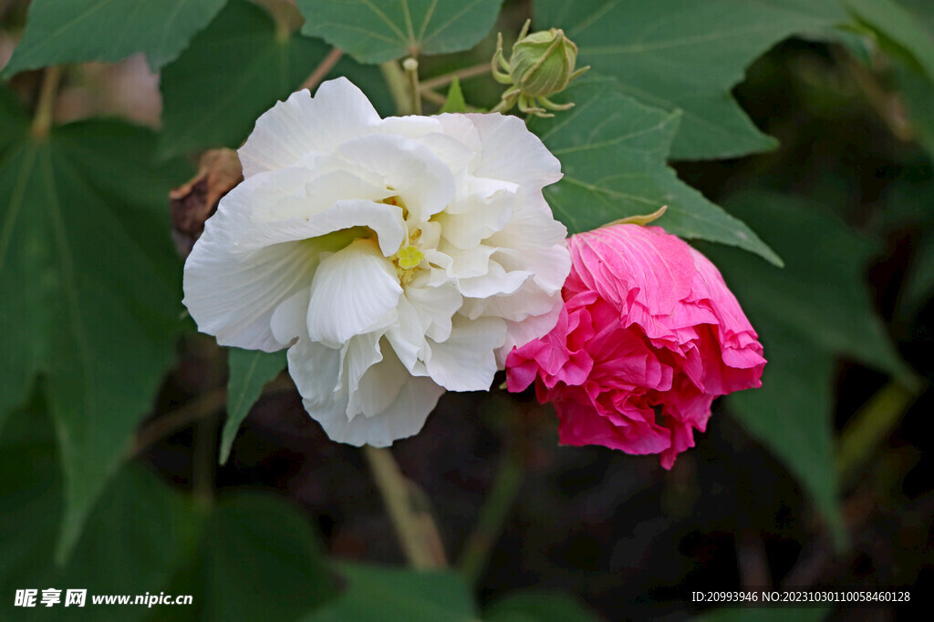 白色木芙蓉花