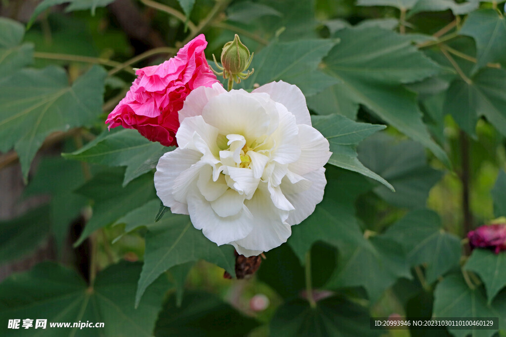 白色木芙蓉花