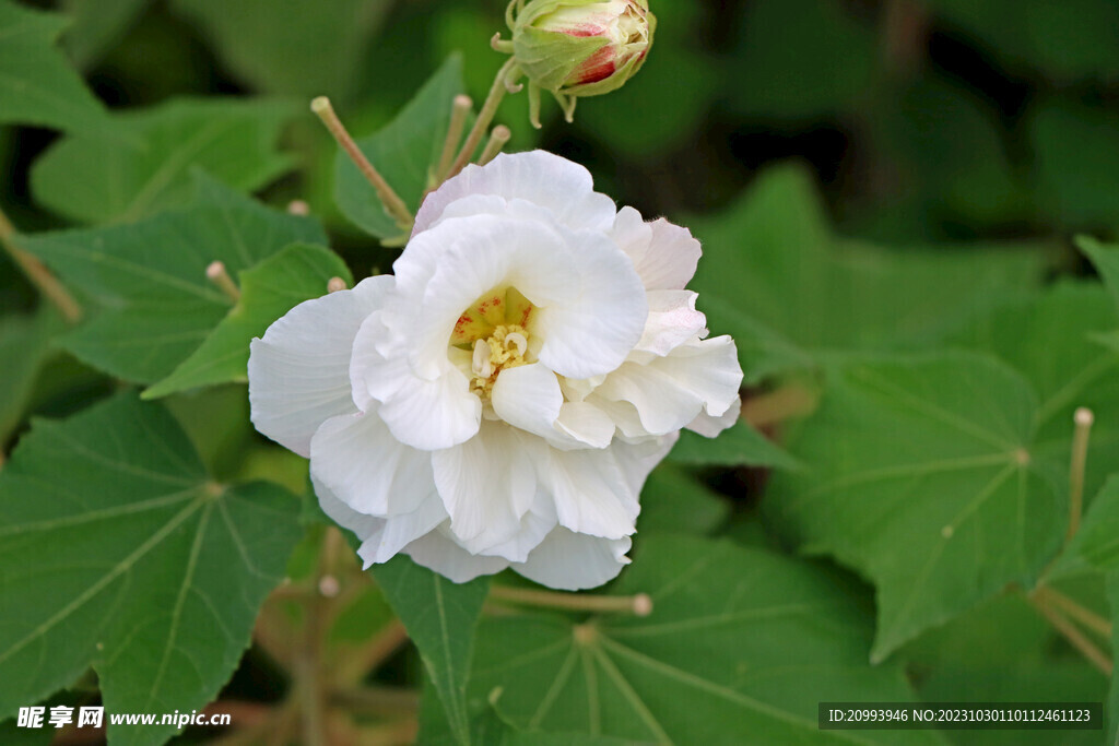 白色木芙蓉花