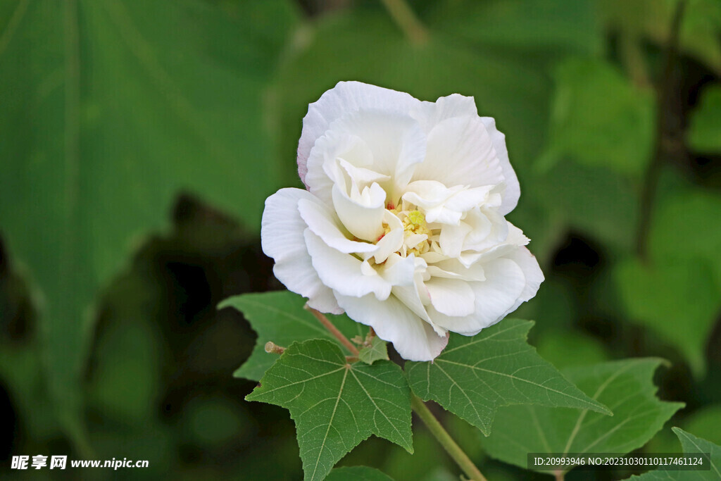 白色木芙蓉花