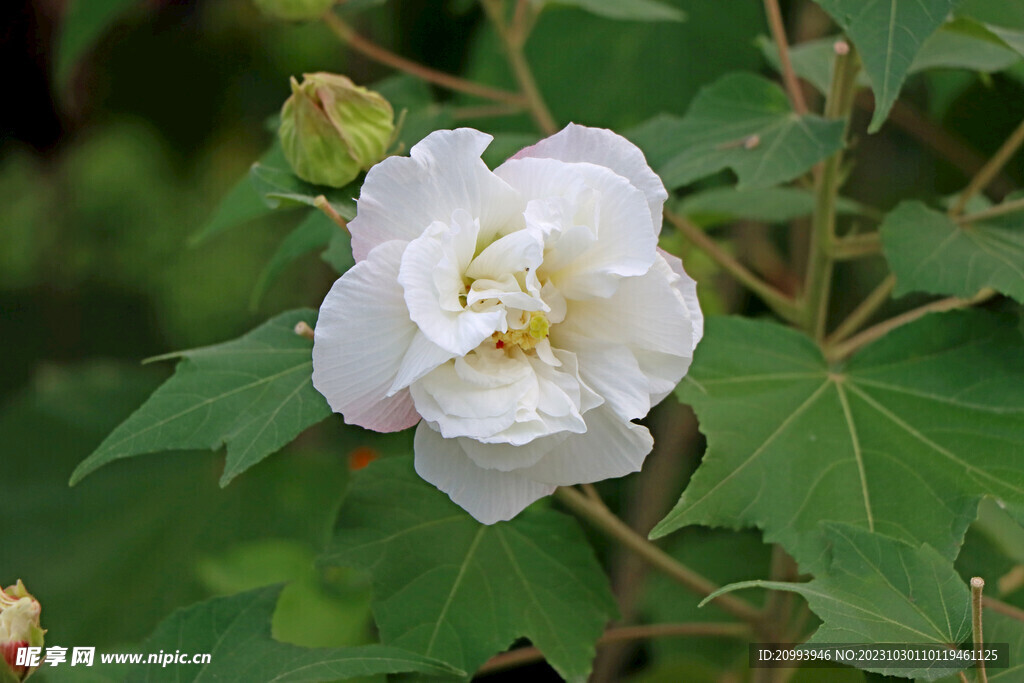 白色木芙蓉花