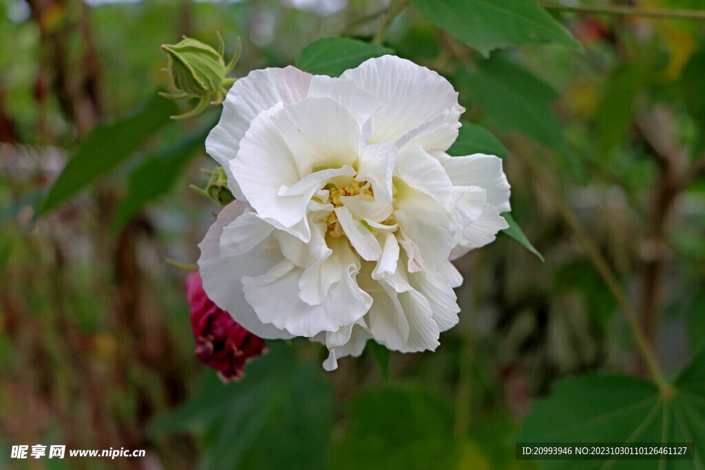 白色木芙蓉花