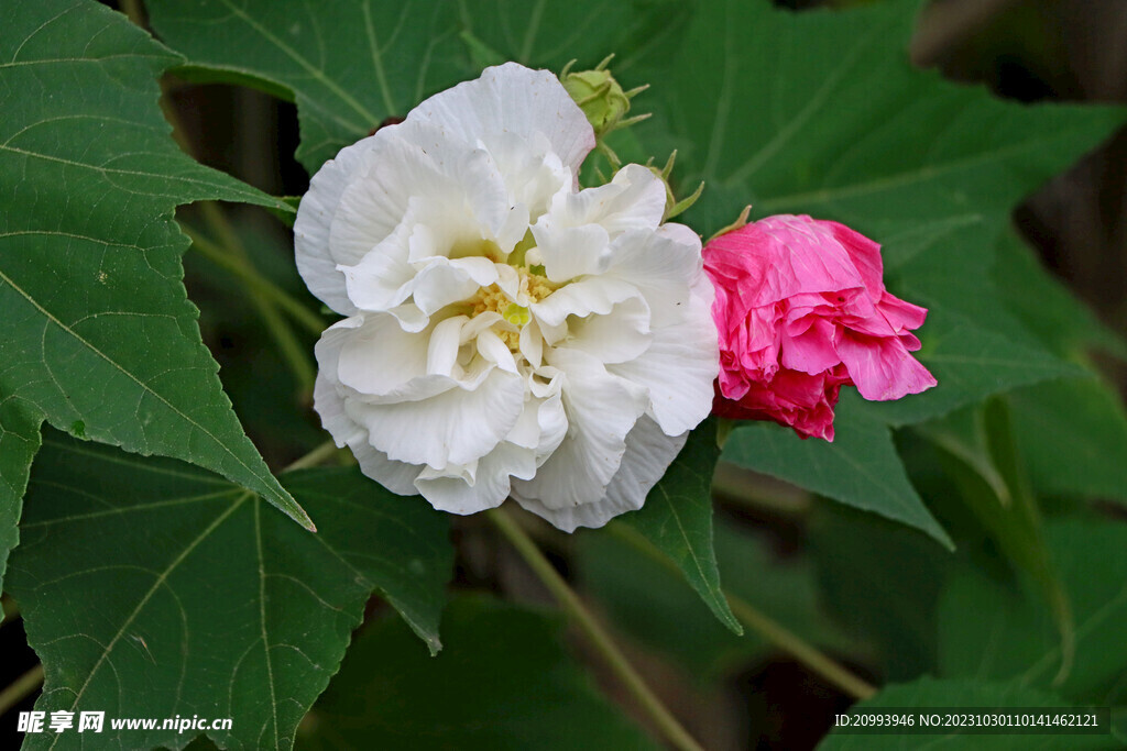 白色木芙蓉