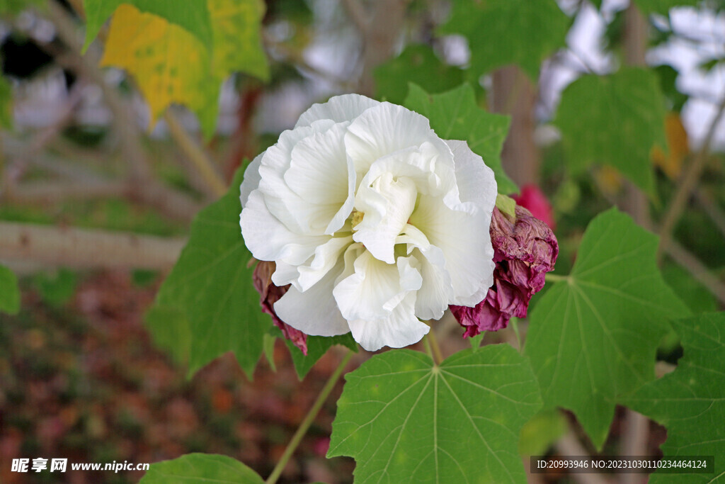 白色木芙蓉