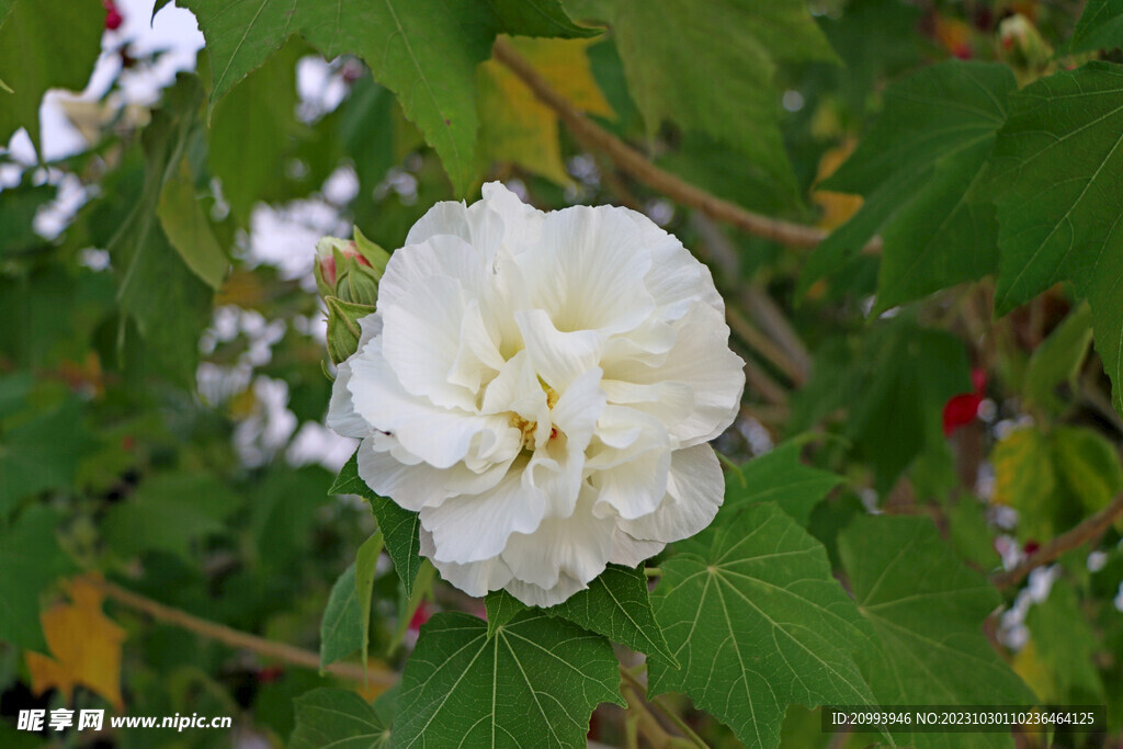 白色木芙蓉