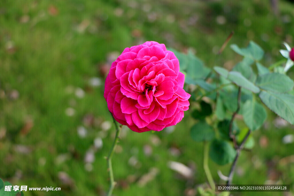 月季花