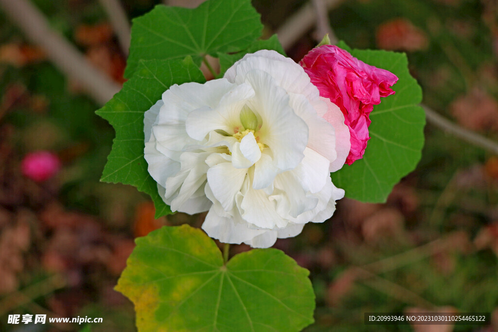 白色木芙蓉