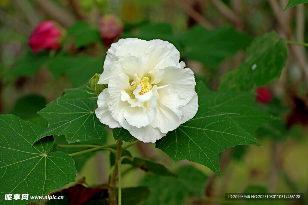 白色木芙蓉花