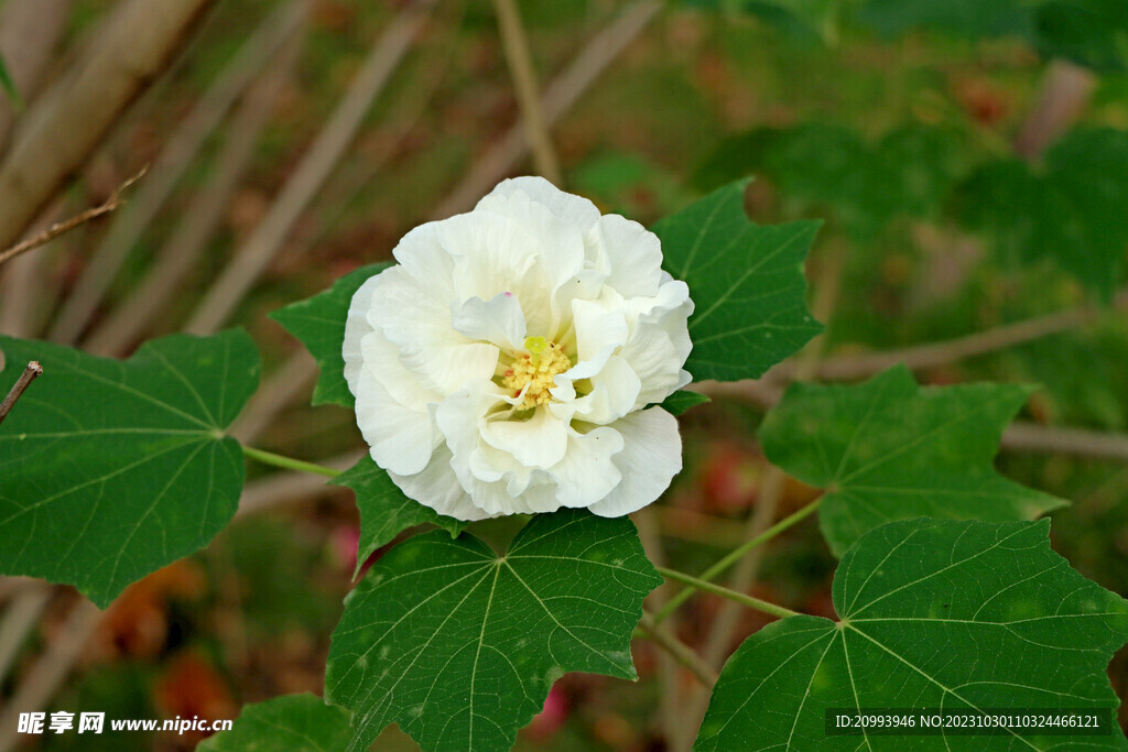 白色木芙蓉