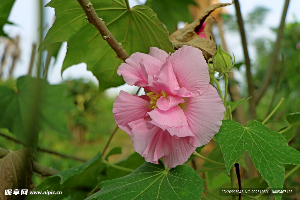 粉色木芙蓉