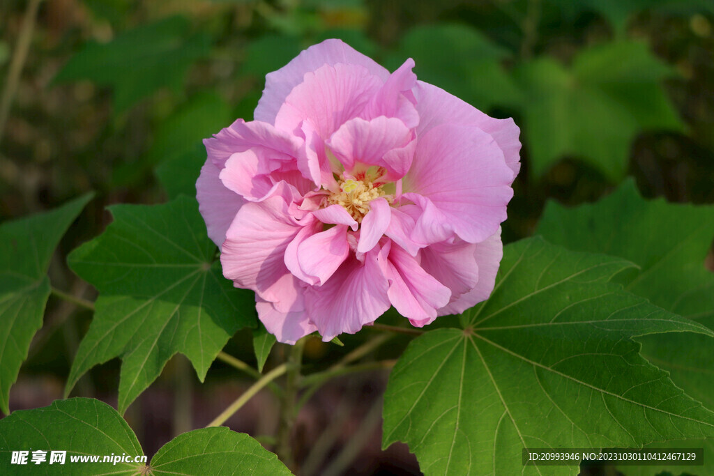 粉色木芙蓉