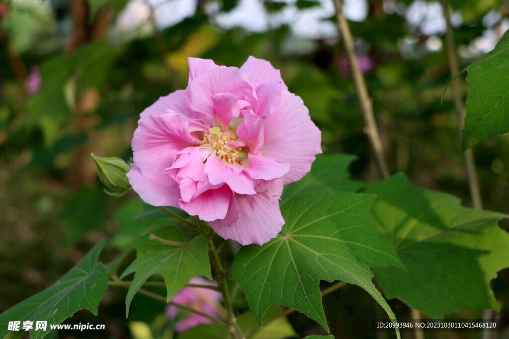 粉色木芙蓉花