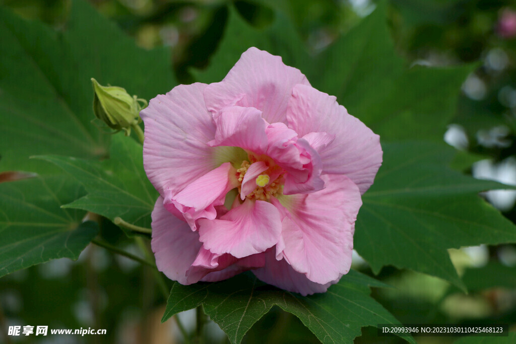 粉色木芙蓉