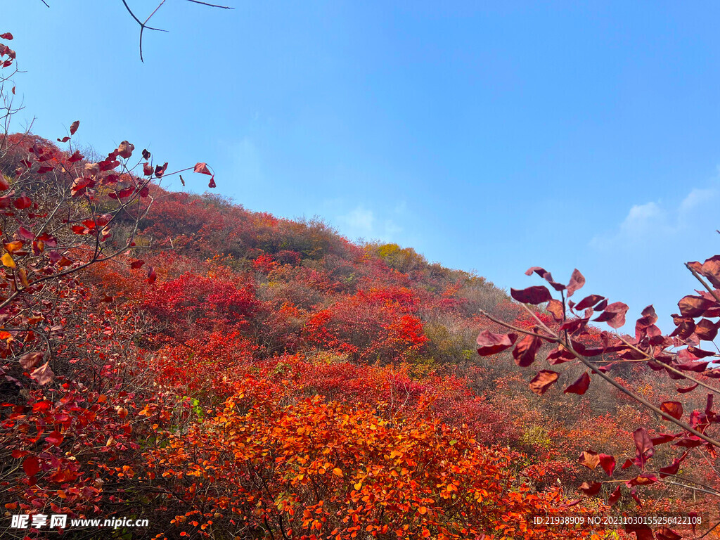 青州天赐山红叶